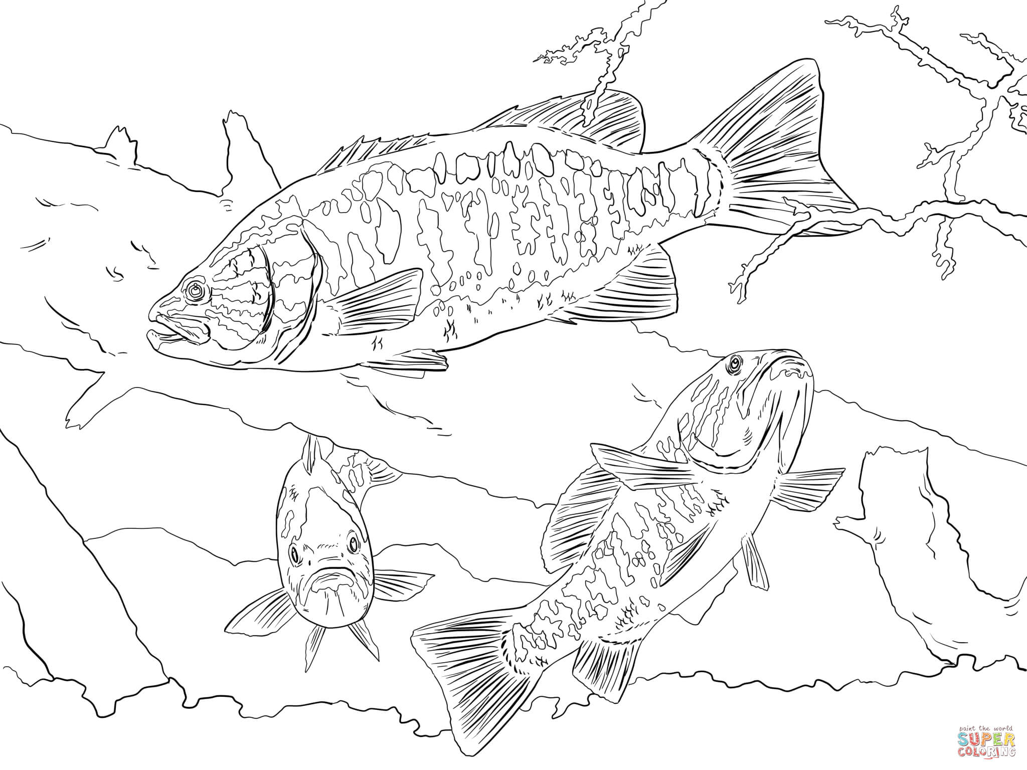 Smallmouth bass coloring page free printable coloring pages