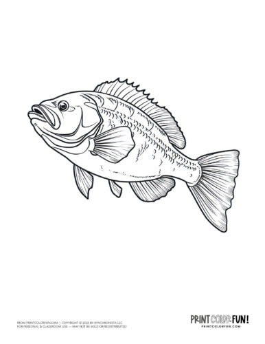 Free fish coloring pages color clipart swim through a sea of creativity activities at