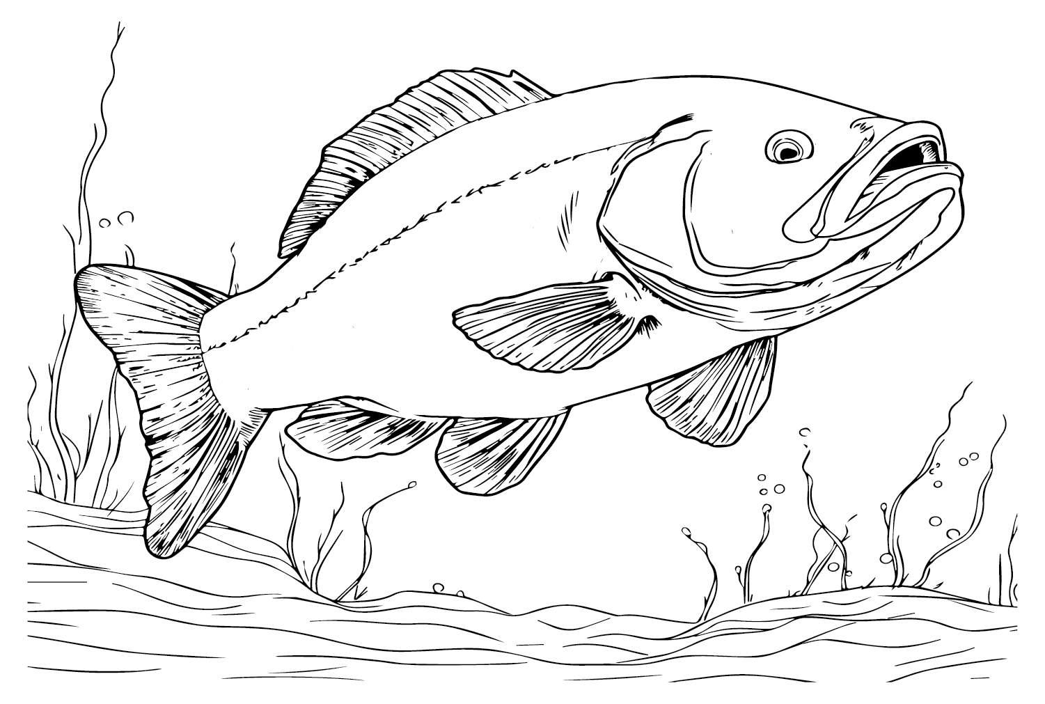 Bass fish coloring pages