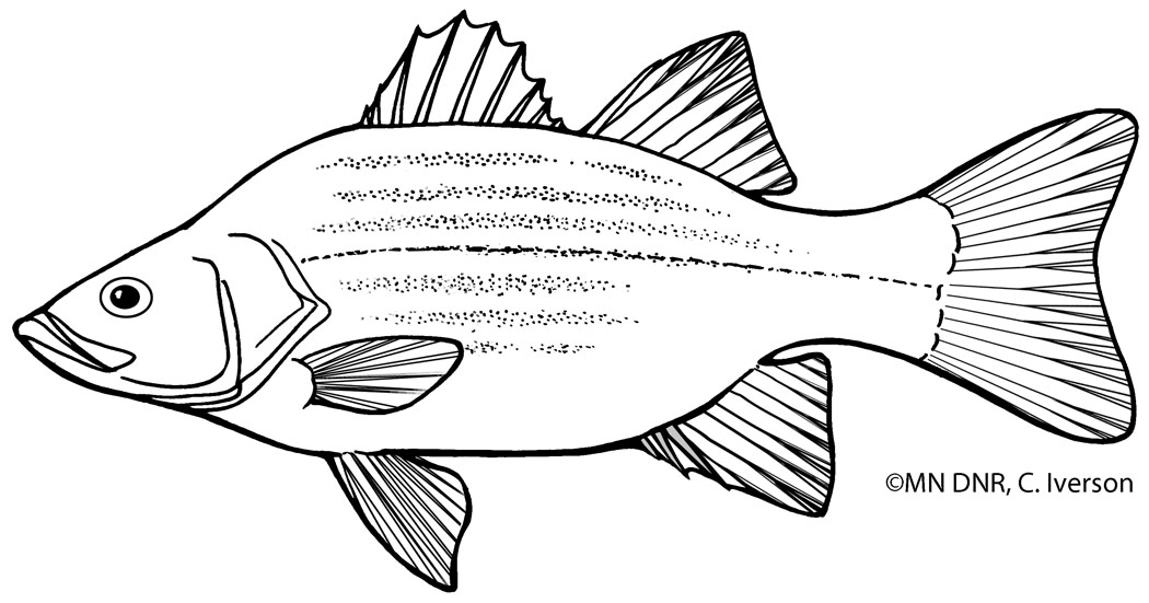 Coloring pages great lakes aquarium