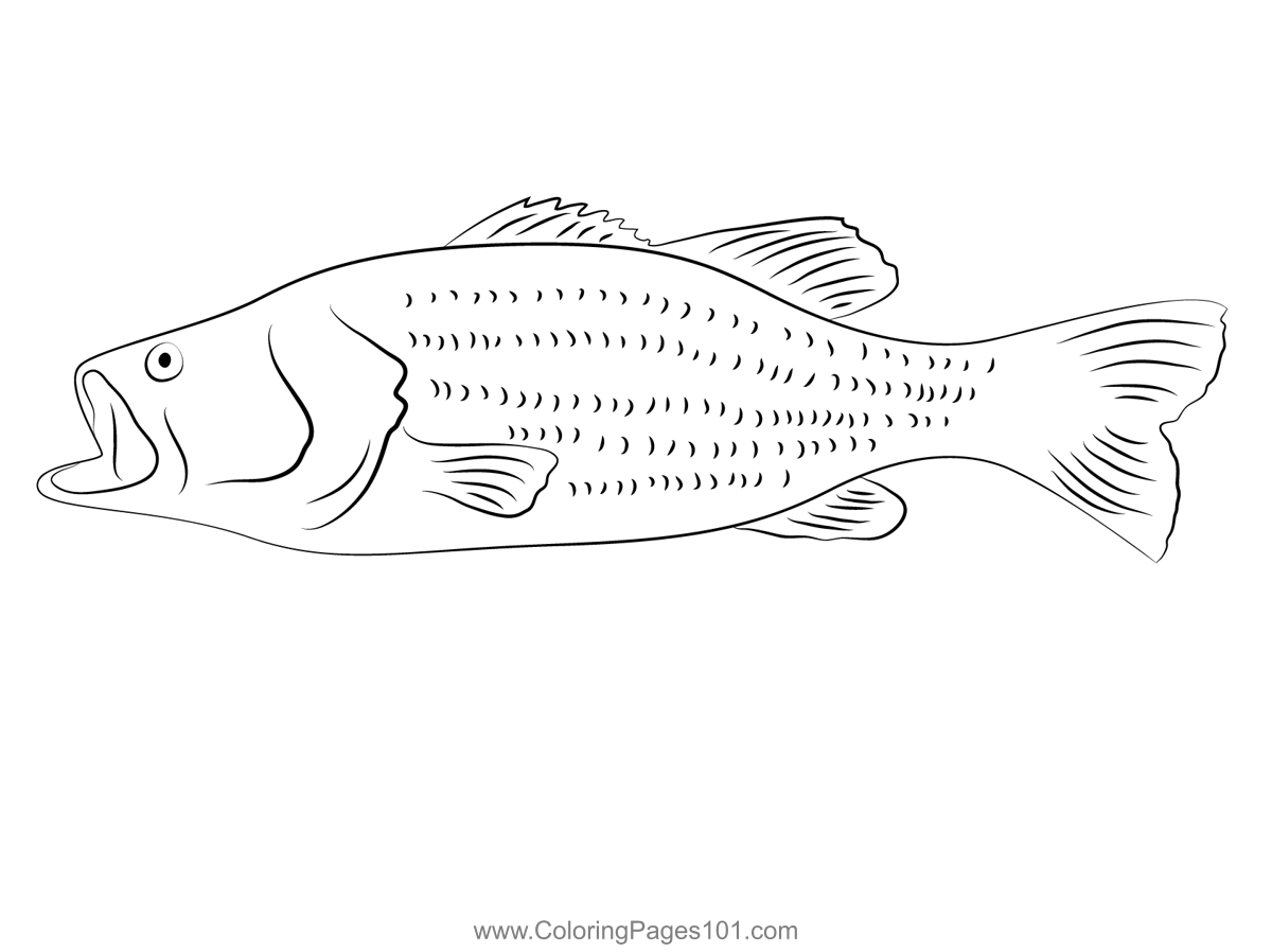 Largemouth bass closeup coloring page coloring pages coloring pages for kids color