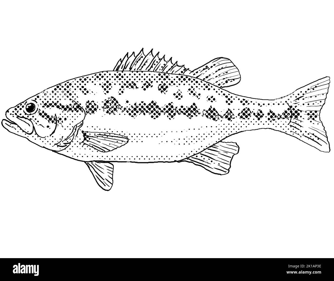 Bass drawing on white hi