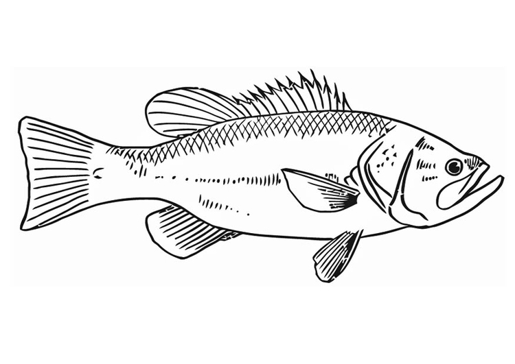 Coloring page fish