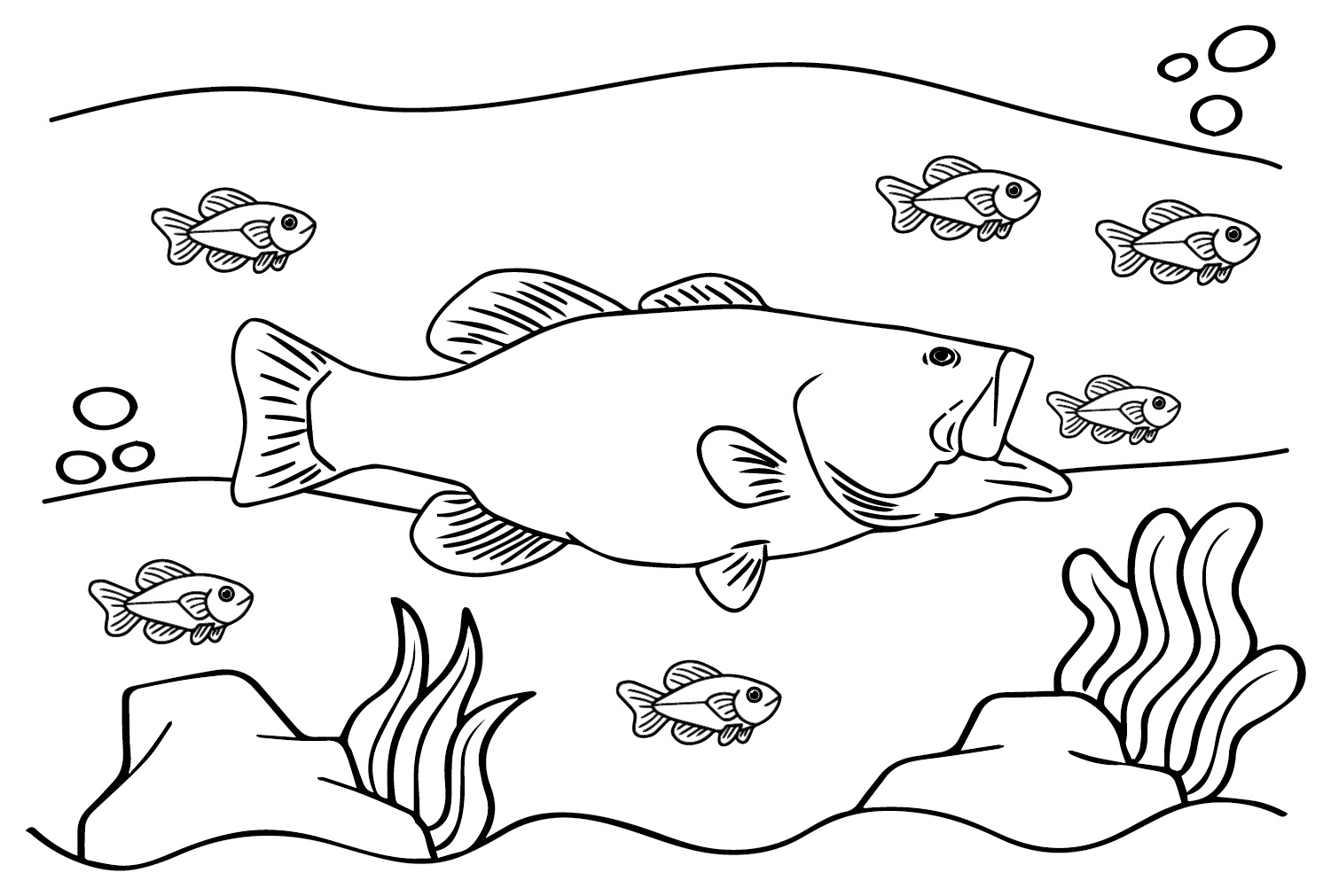 Bass fish coloring pages