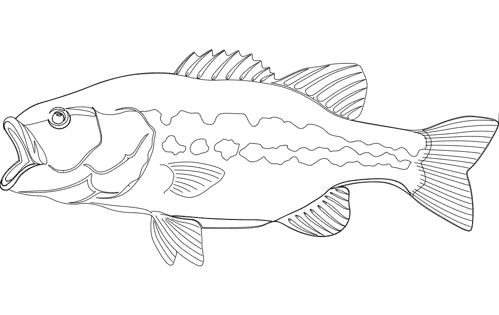 Largemouth bass fish dxf file free download