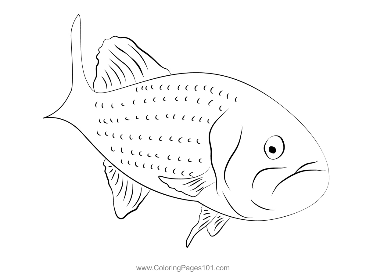 Largemouth bass coloring page for kids