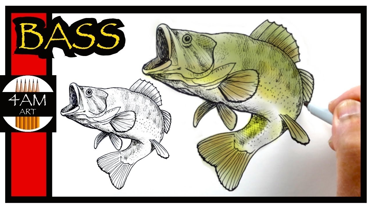 How to draw a largeouth bass