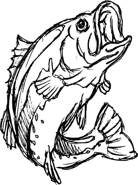 Large mouth bass sketch black line art stock illustration