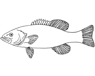 Fish coloring pages