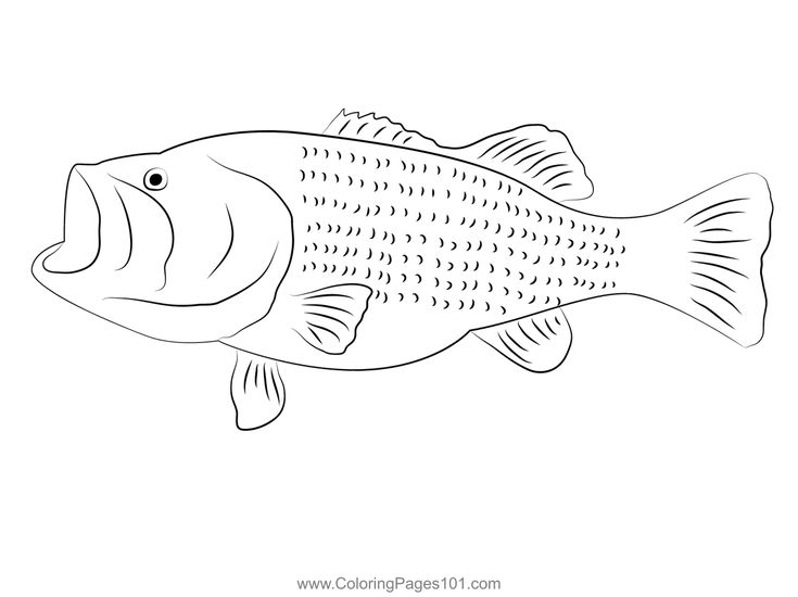 Largemouth bassta see coloring page coloring pages coloring pages for kids printable coloring