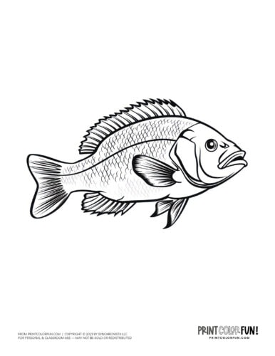 Free fish coloring pages color clipart swim through a sea of creativity activities at