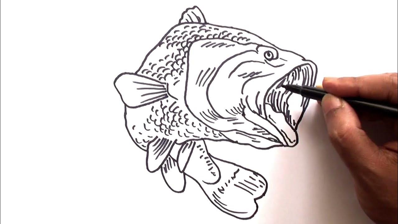 How to draw a bass fish easy