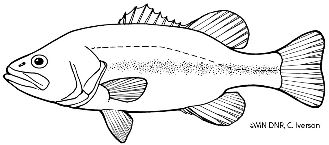 Coloring pages great lakes aquarium