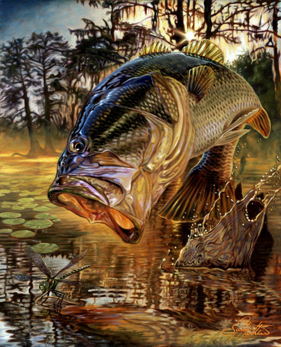 Download largemouth bass pics for wallpaper Bhmpics