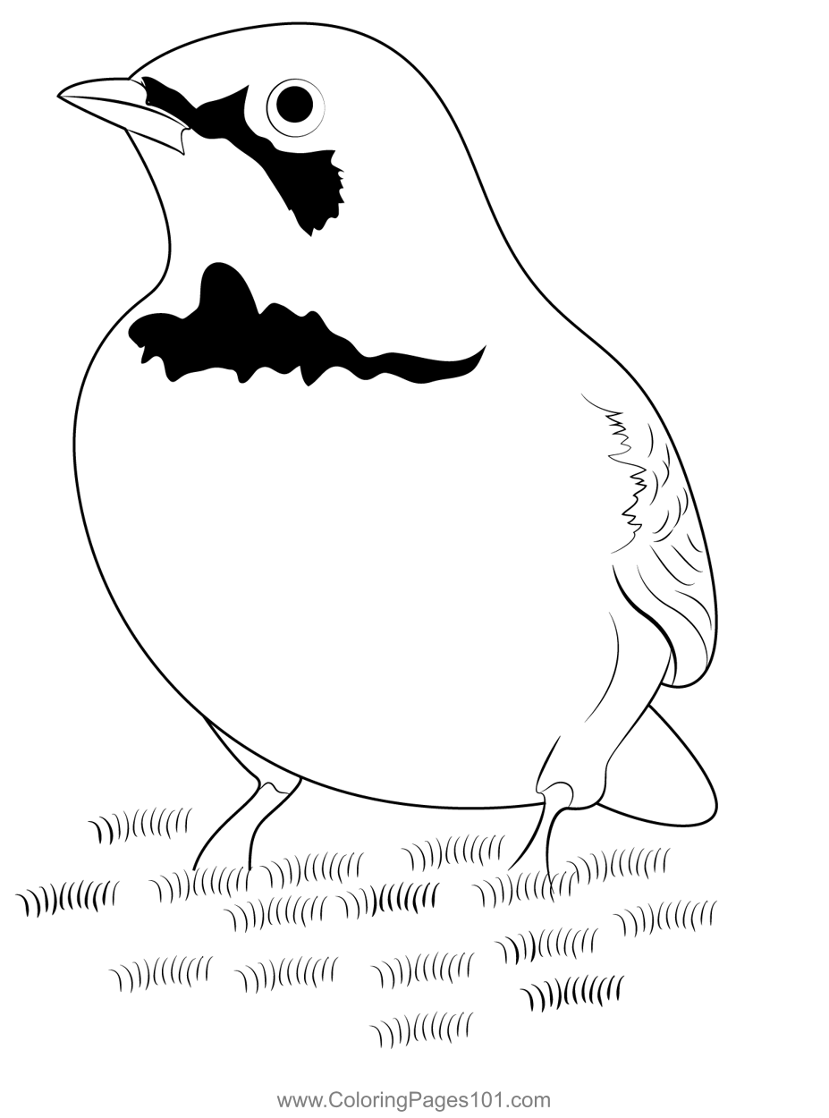 Horned lark coloring page for kids