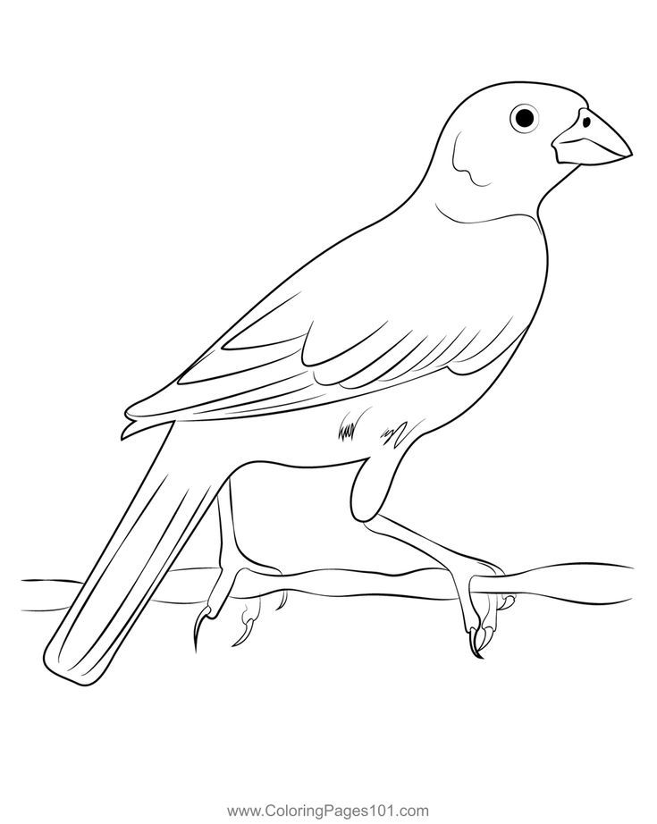 Lark bunting coloring page coloring pages coloring pages for kids bunting