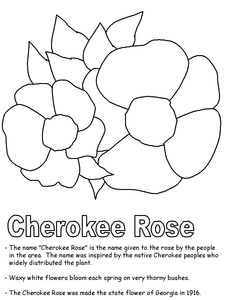 Cherokee rose coloring page