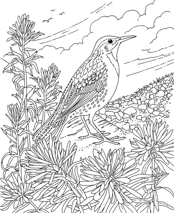 Wyoming western meadowlark coloring page purple kitty