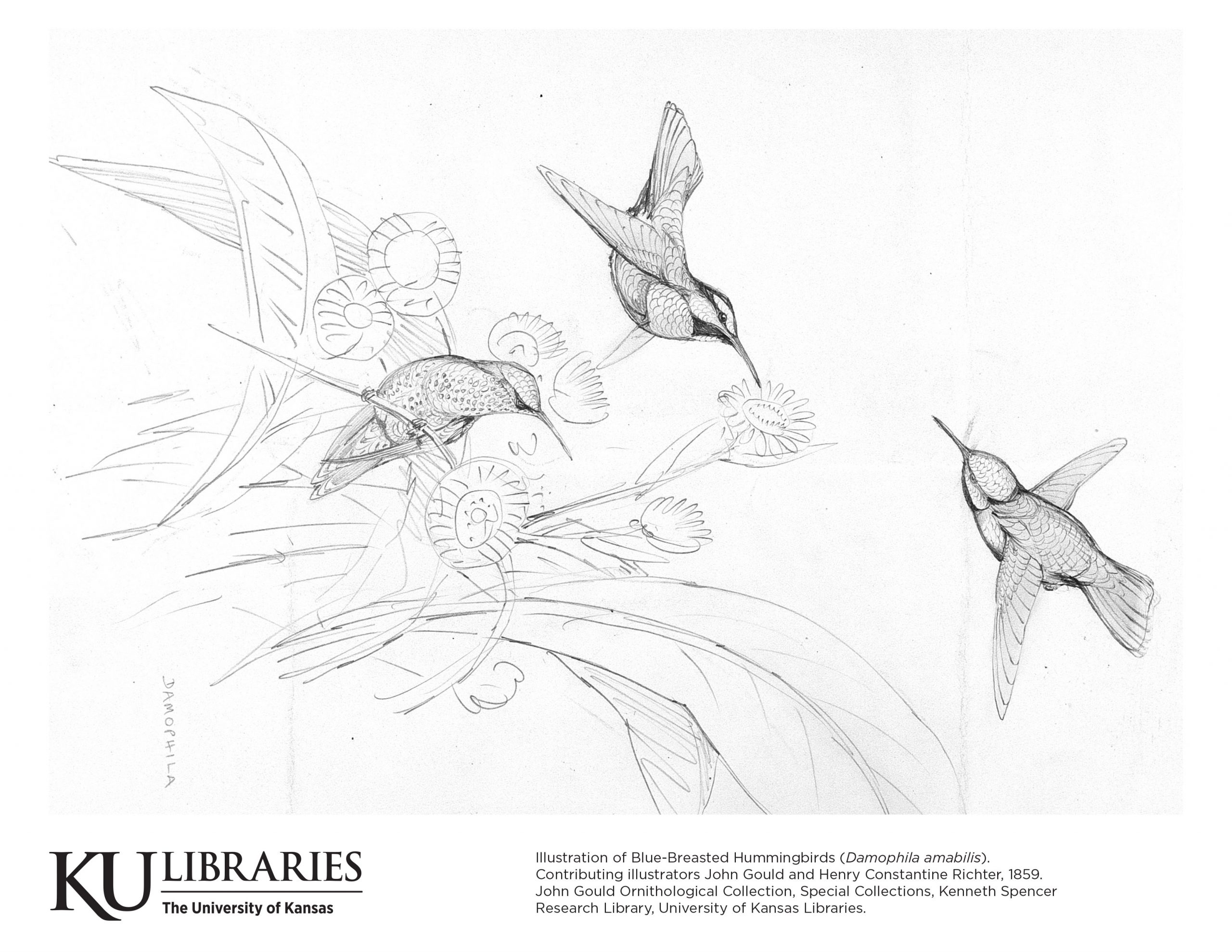 Kenneth spencer research rary blog bird drawings