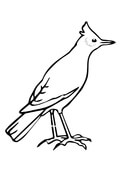 Lark coloring pages free coloring pages