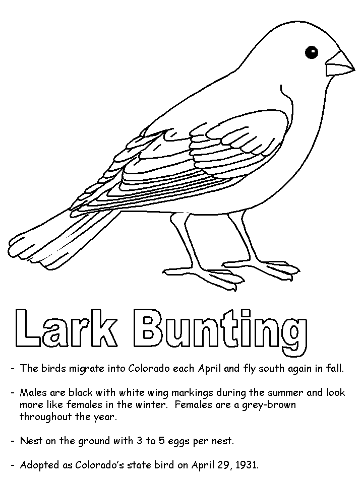 Drawings of lark bunting