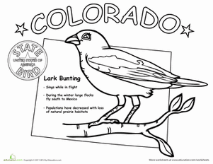 Colorado state bird worksheet education state birds art lessons middle school colorado facts