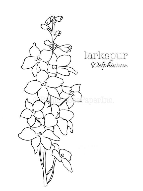 Larkspur delphinium coloring pagewall art download now