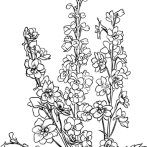 Larkspur coloring pages printable for free download