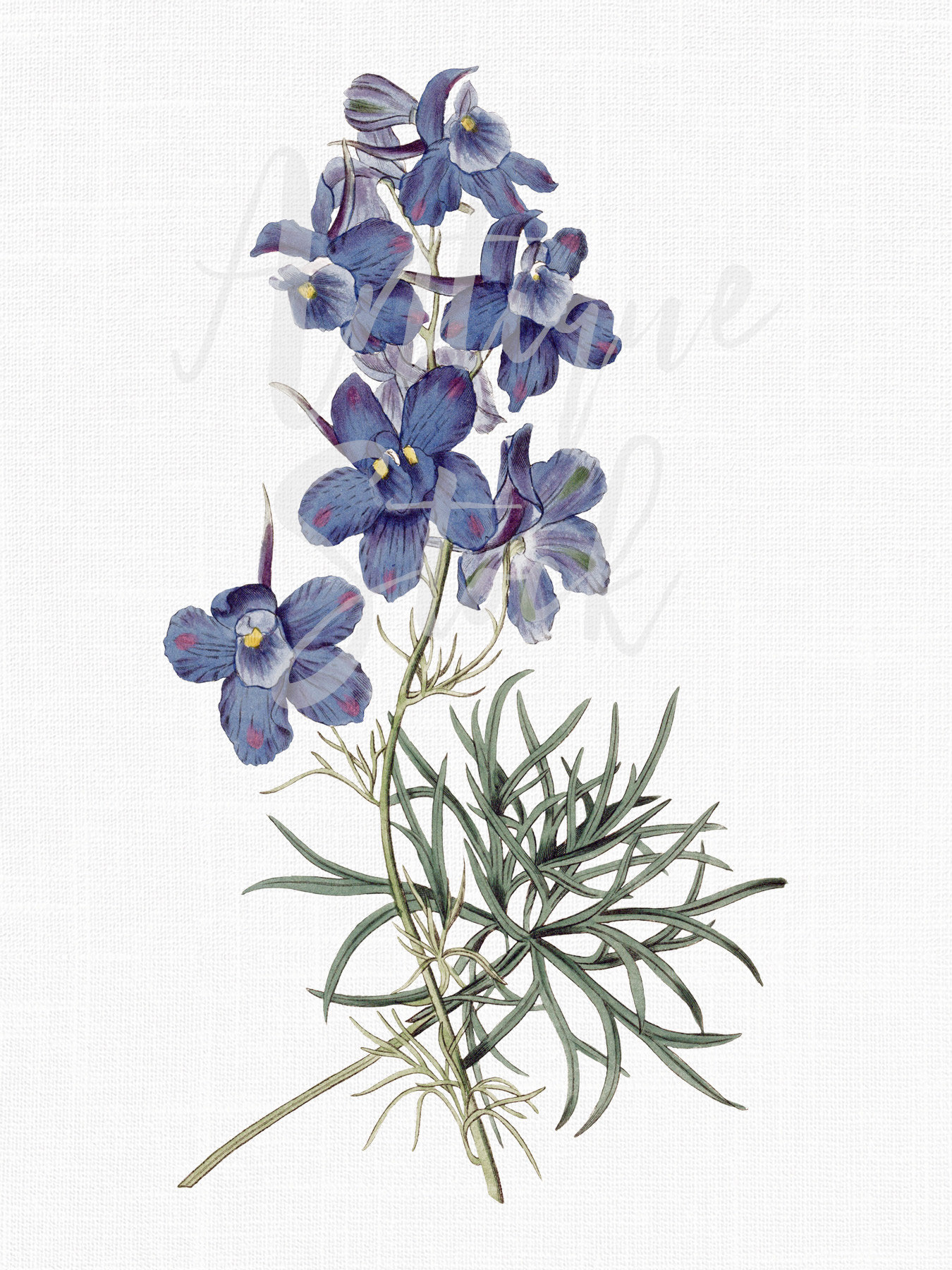 Blue flower clipart siberian larkspur botanical illustration digital download png and jpg for scrapbook wall art prints collages