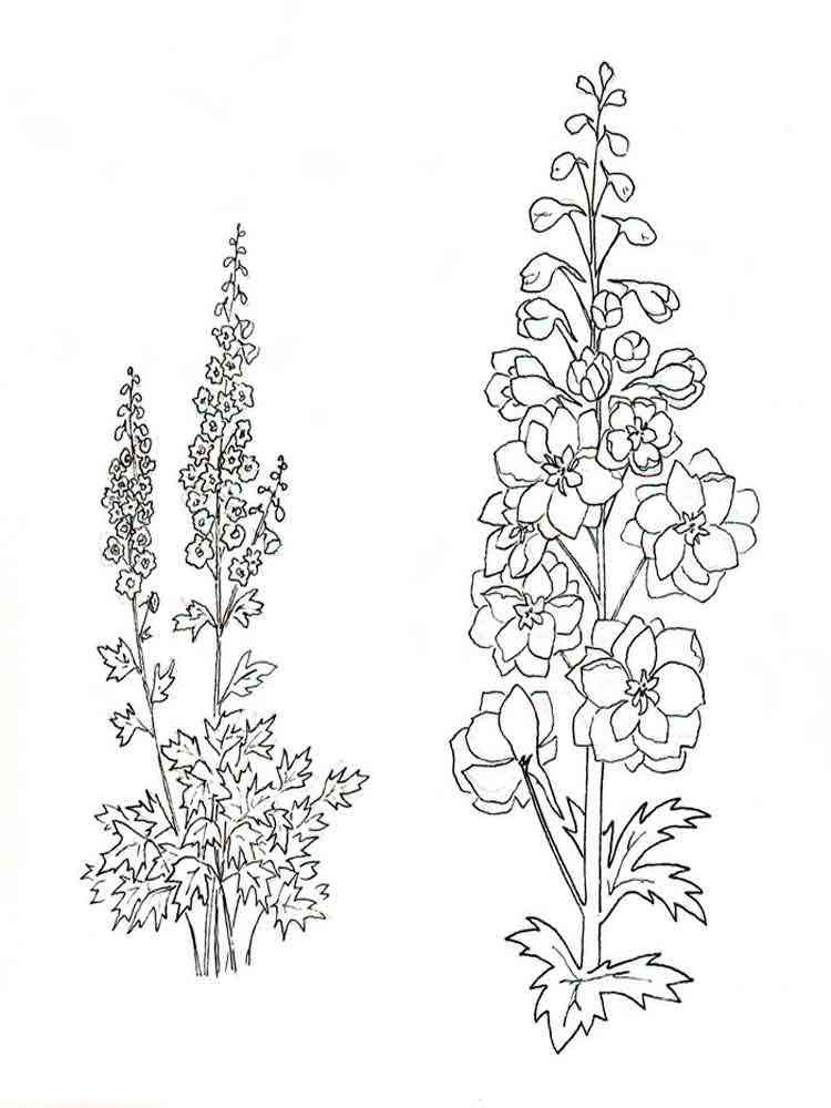 Larkspur coloring pages