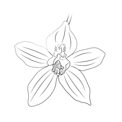 Delphinium coloring page for kids