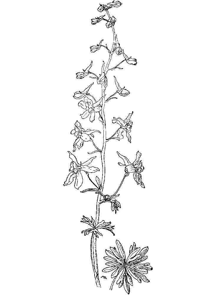 Larkspur coloring pages