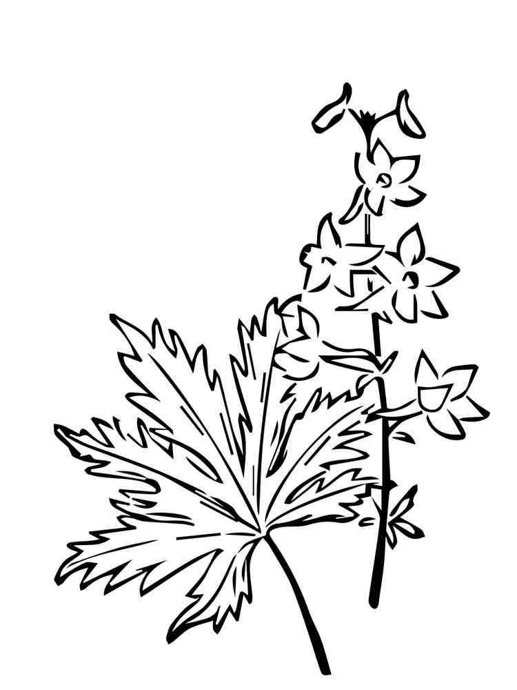 Larkspur coloring pages