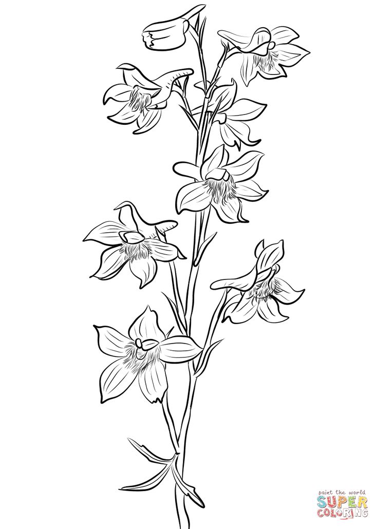 Larkspur coloring page free printable coloring pages larkspur flower larkspur flower tattoos flower line drawings