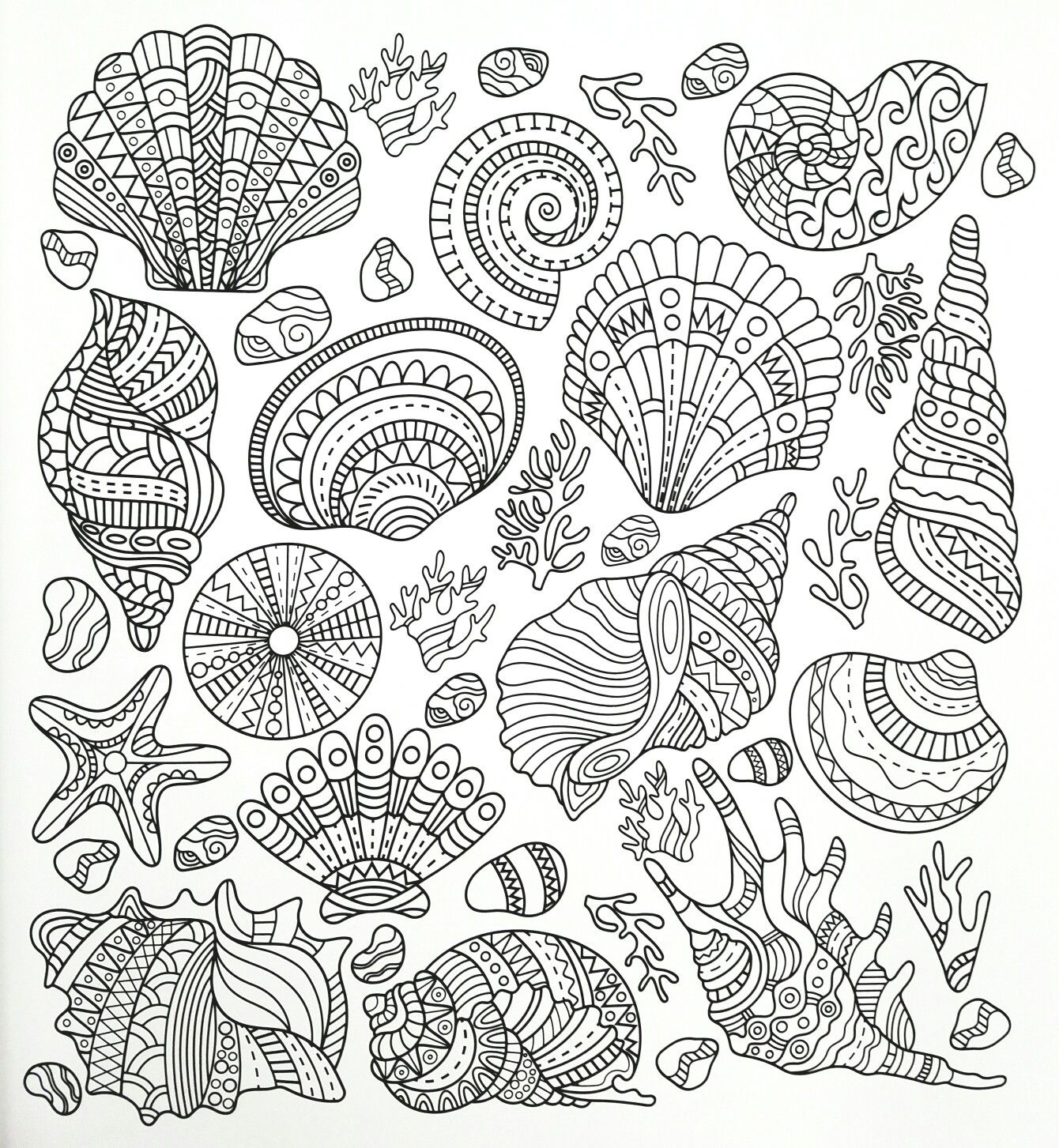 Seashells adult coloring page adult coloring pages ocean coloring pages coloring pages