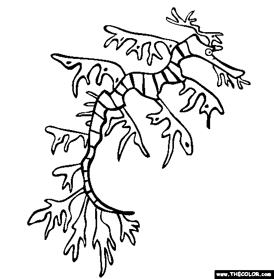 Leafy sea dragon online coloring page