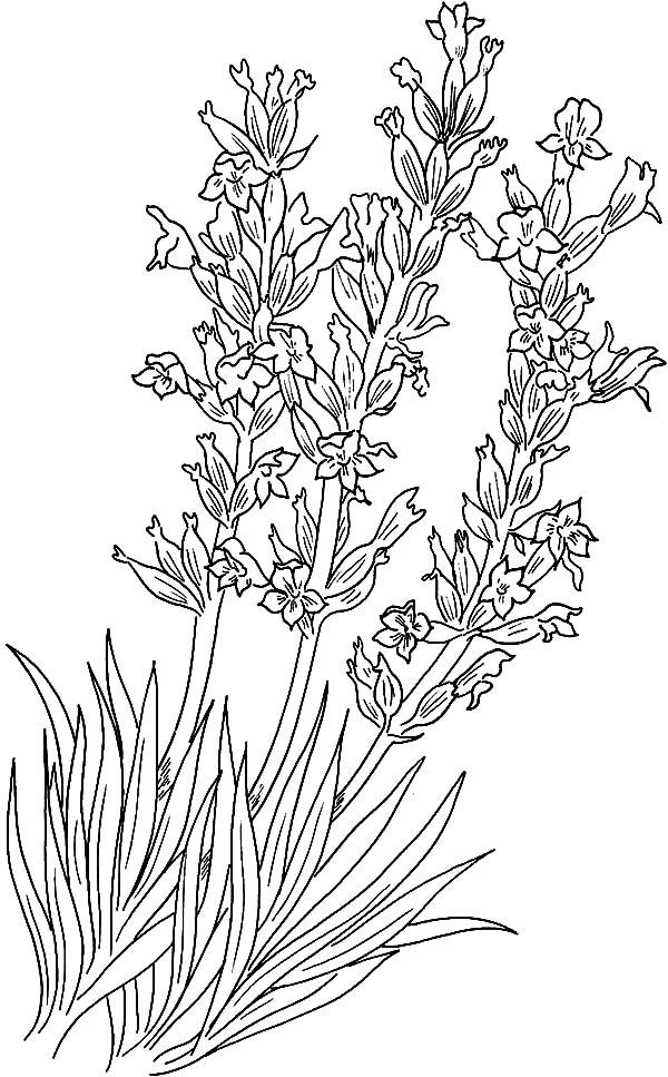 Lavender coloring pages