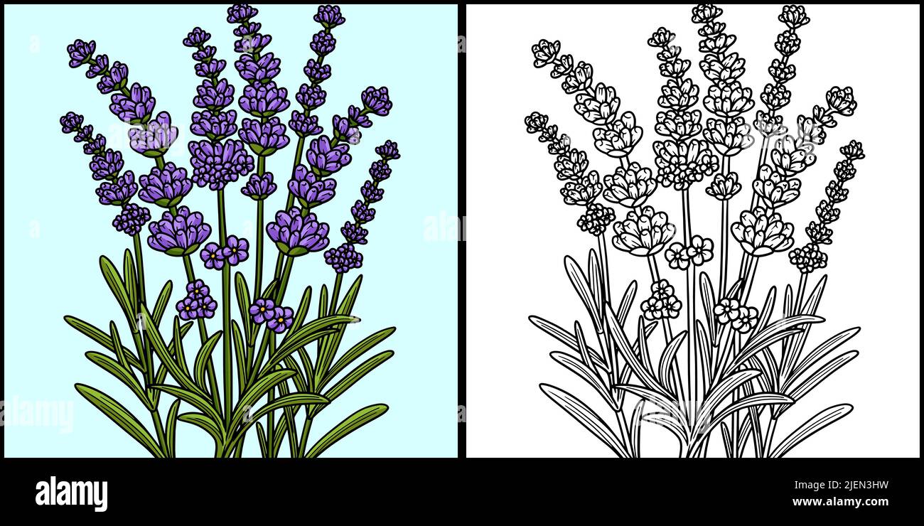 Lavender flower coloring page colored illustration stock vector image art