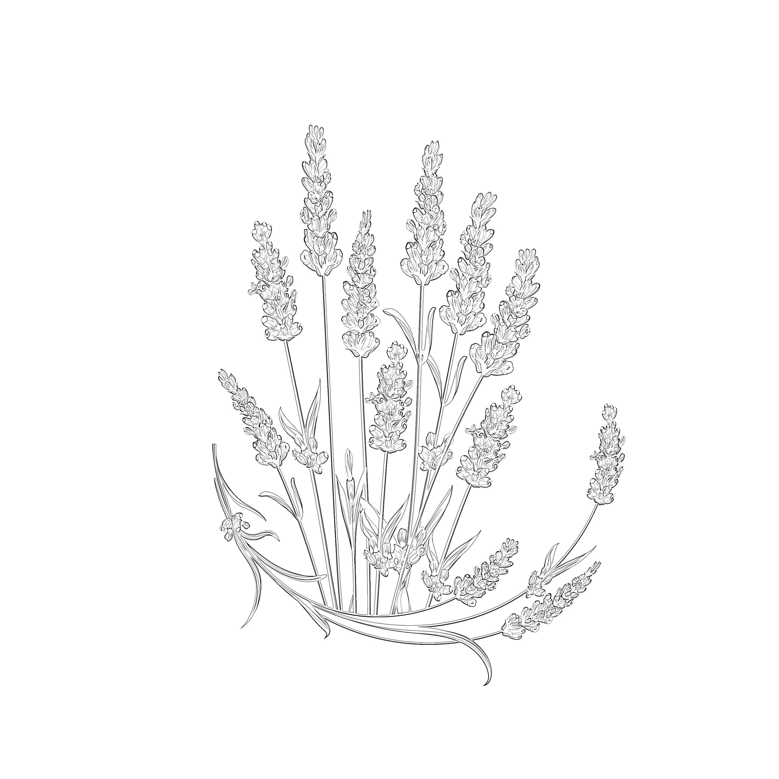 Lavender coloring page