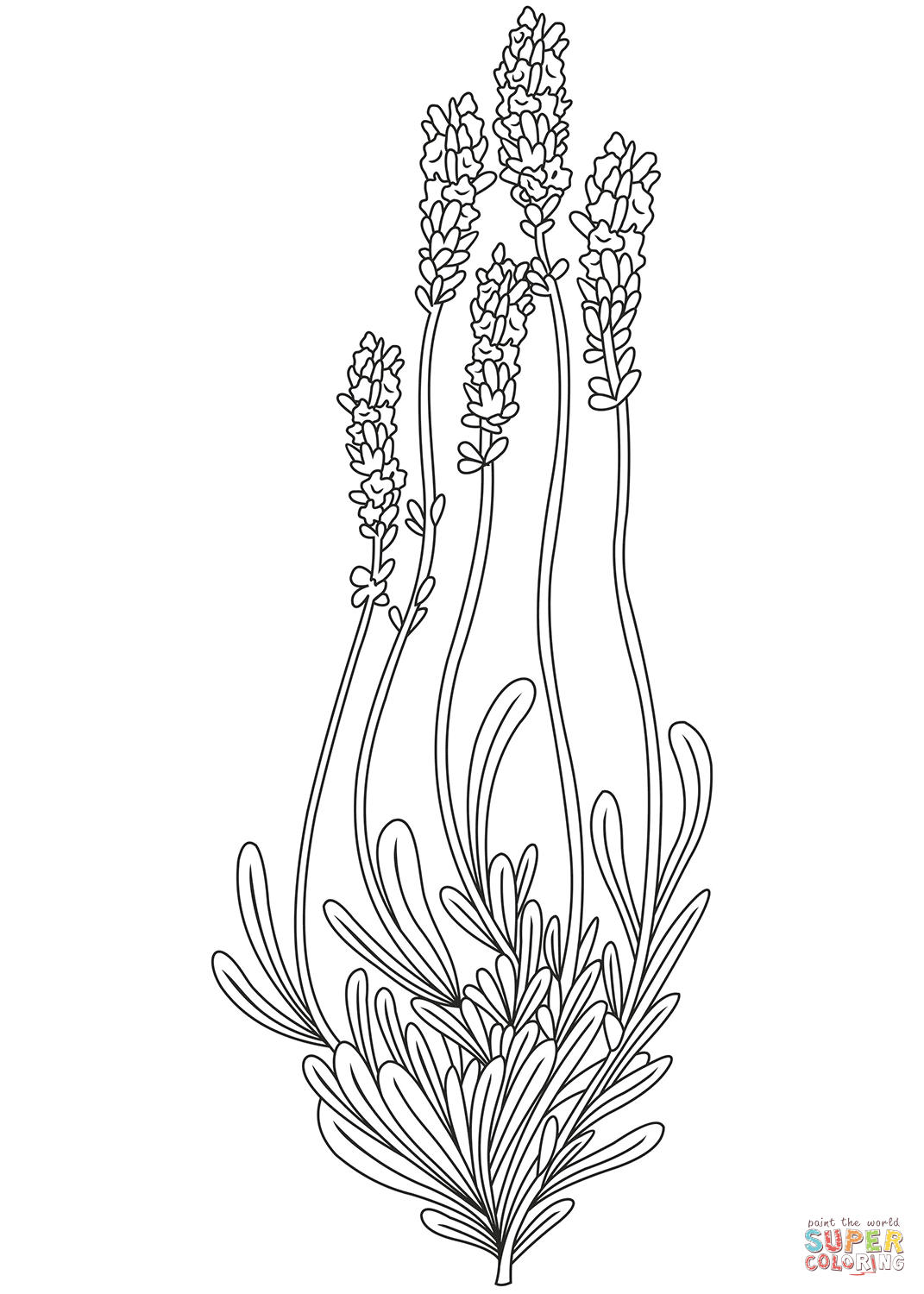 Lavender coloring page free printable coloring pages