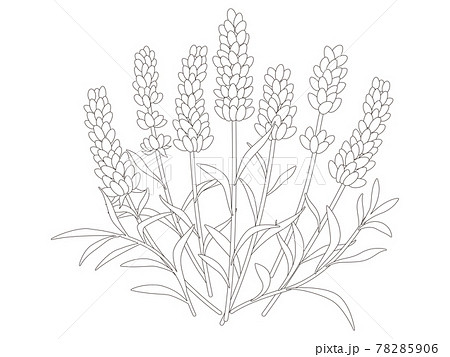 Flower coloring book lavender flowers