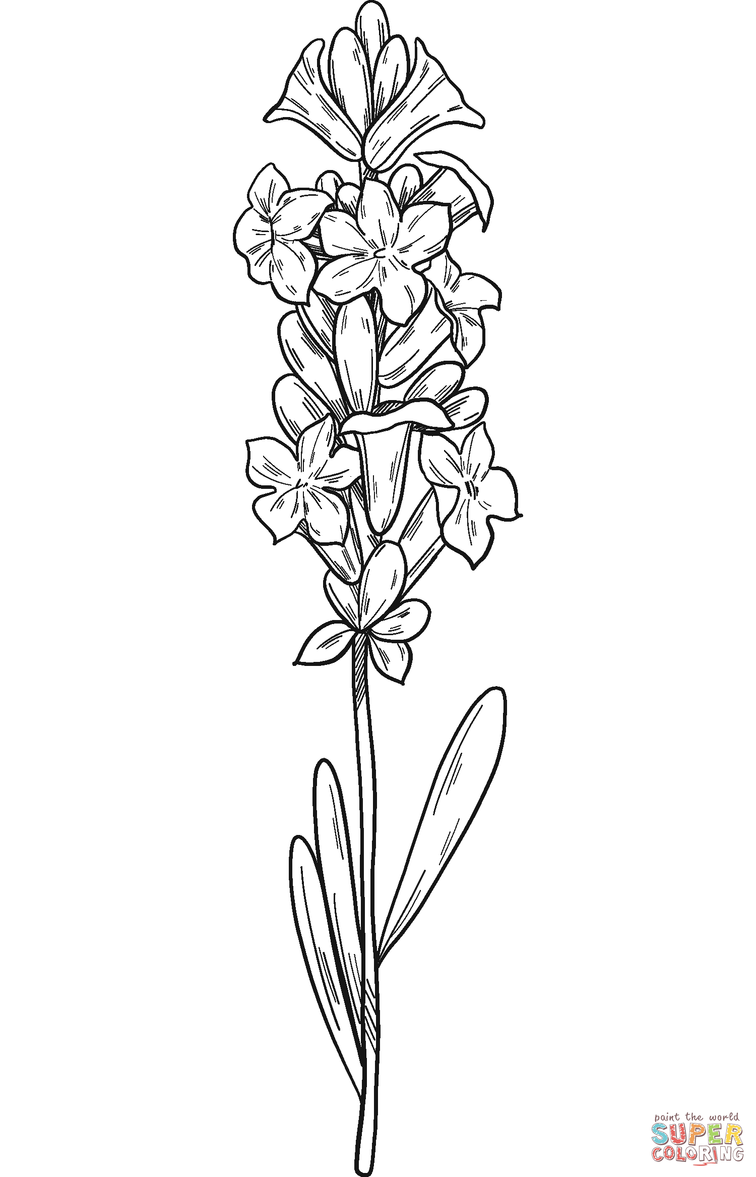 Lavender coloring page free printable coloring pages