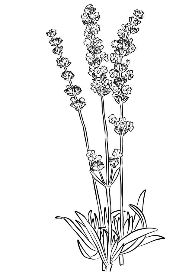 Lavender coloring pages