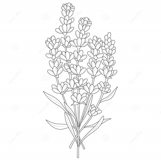 Lavender flowers coloring pages