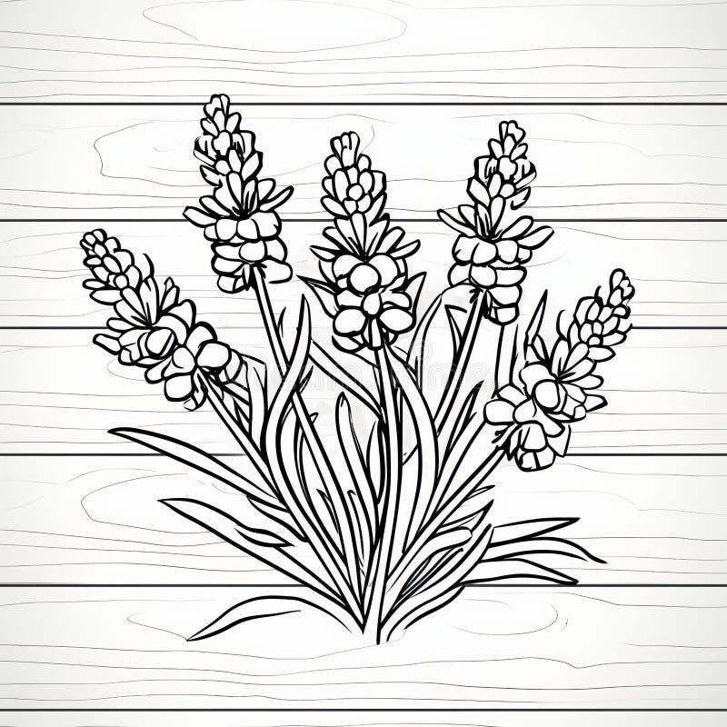 Lavender coloring stock illustrations â lavender coloring stock illustrations vectors clipart