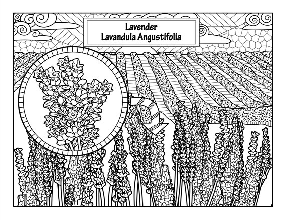 Lavender coloring pages for adults printable coloring pages instant download pdf