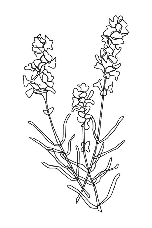 Lavender coloring pages