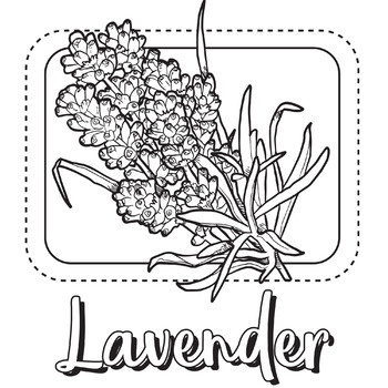 Lavander flower coloring pagebook by scworkspace tpt