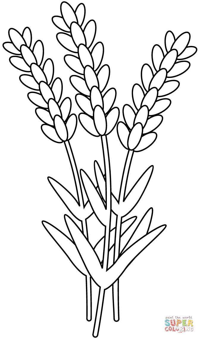 Lavender coloring page free printable coloring pages