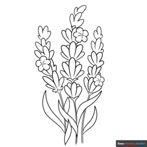 Lavender coloring page easy drawing guides